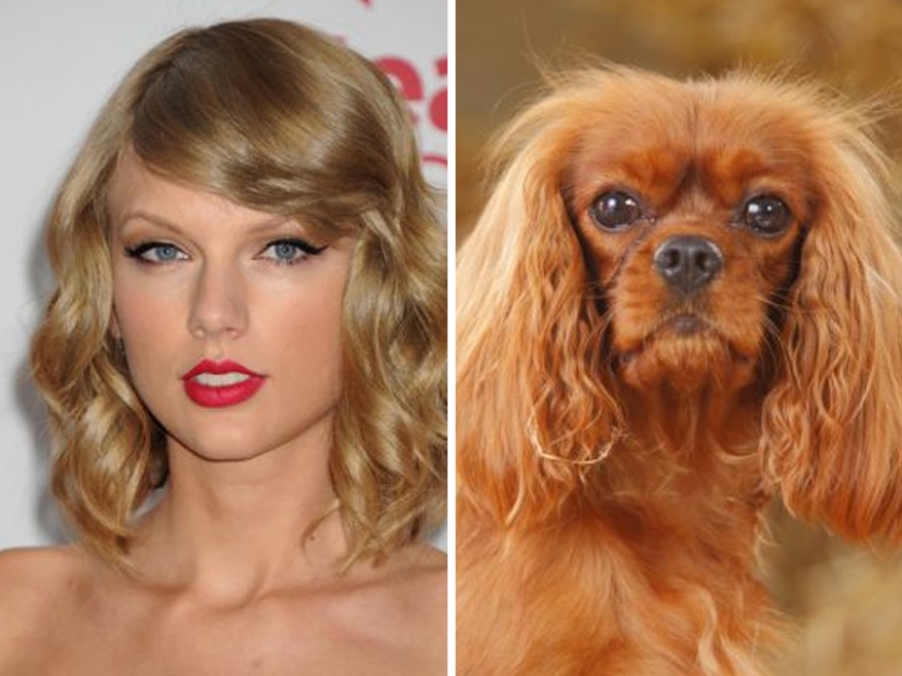 15 fotos de animales que parecen estrellas 15 fotos de animales que parecen estrellas