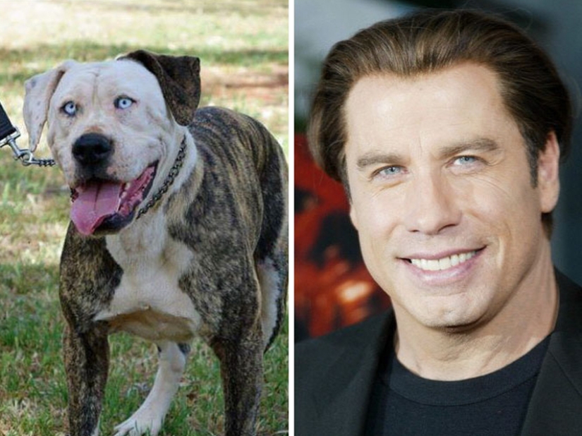 15 fotos de animales que parecen estrellas 15 fotos de animales que parecen estrellas