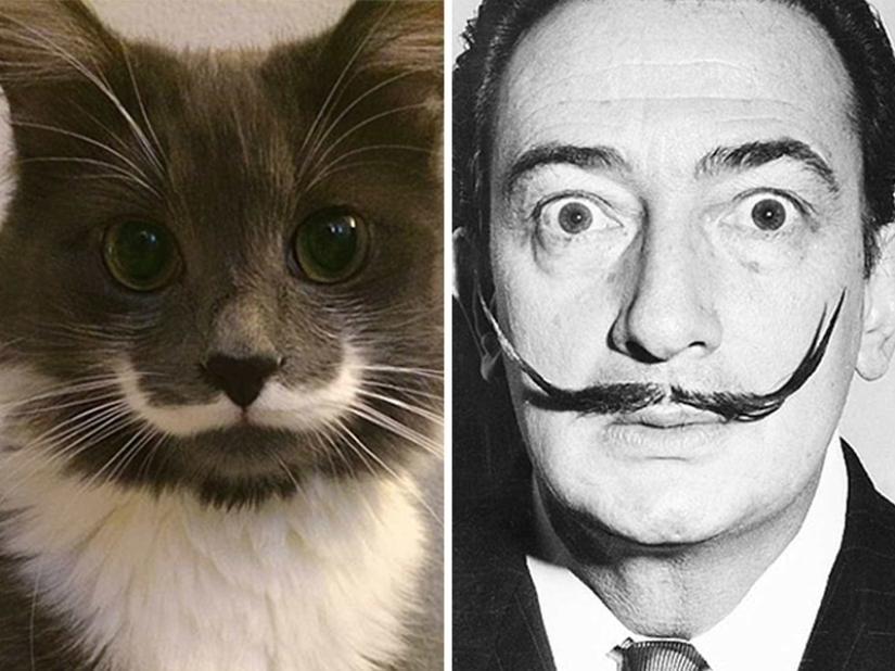 15 fotos de animales que parecen estrellas 15 fotos de animales que parecen estrellas