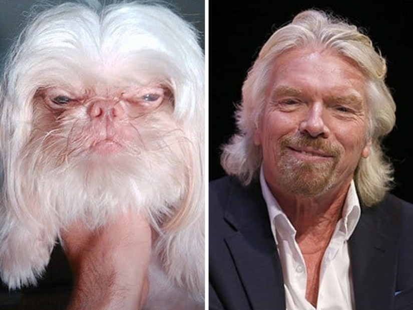 15 fotos de animales que parecen estrellas 15 fotos de animales que parecen estrellas