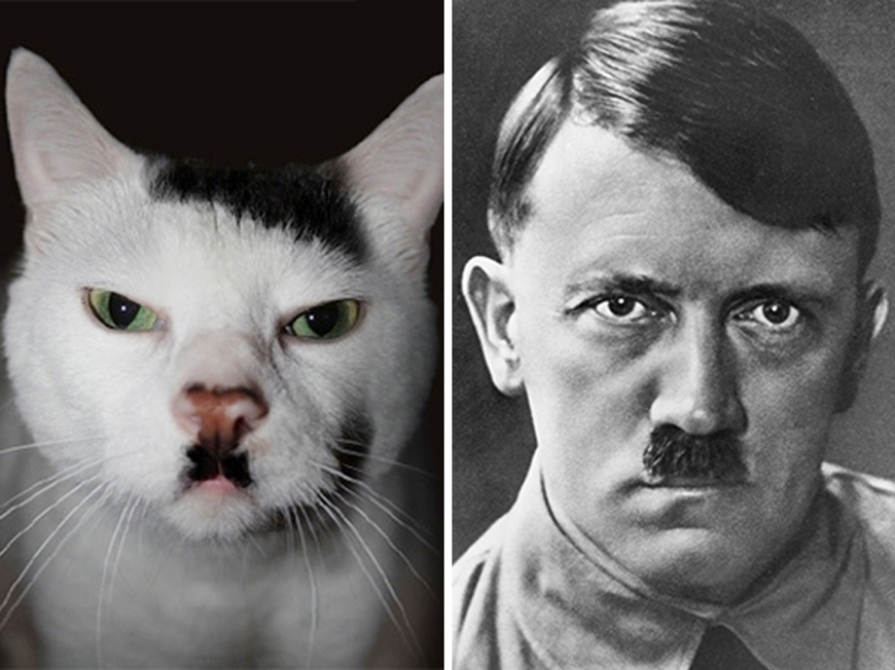 15 fotos de animales que parecen estrellas 15 fotos de animales que parecen estrellas