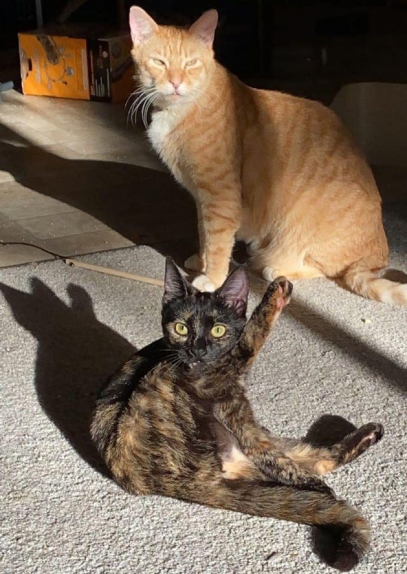 15 fotos que pueden confundir hasta a la persona más racional