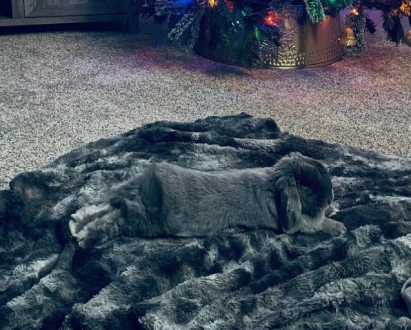 15 fotos que pueden confundir hasta a la persona más racional