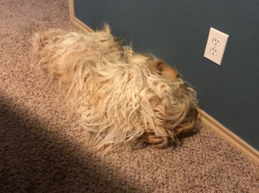 15 fotos que pueden confundir hasta a la persona más racional