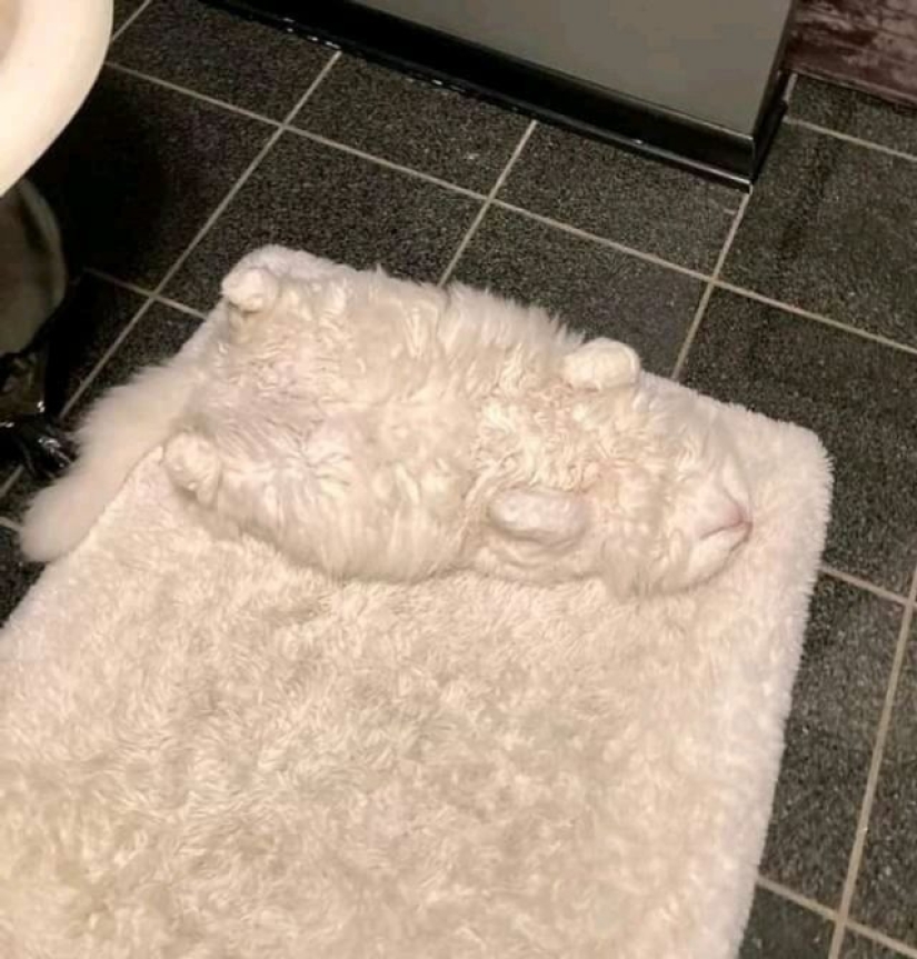 15 fotos que pueden confundir hasta a la persona más racional