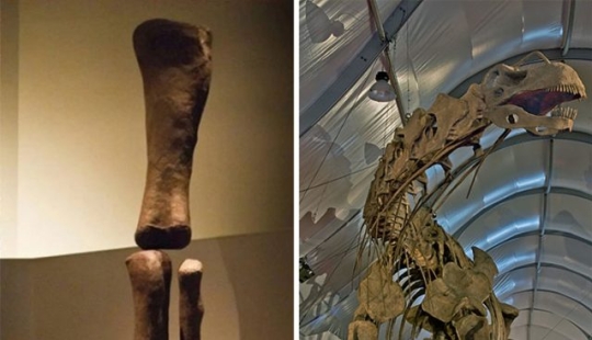 15 fósiles antiguos que te harán decir "guau"