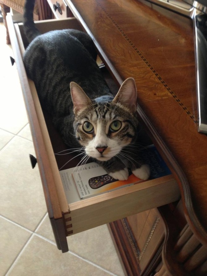 15 lugares donde nunca esperábamos ver un gato