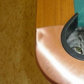 15 lugares donde nunca esperábamos ver un gato