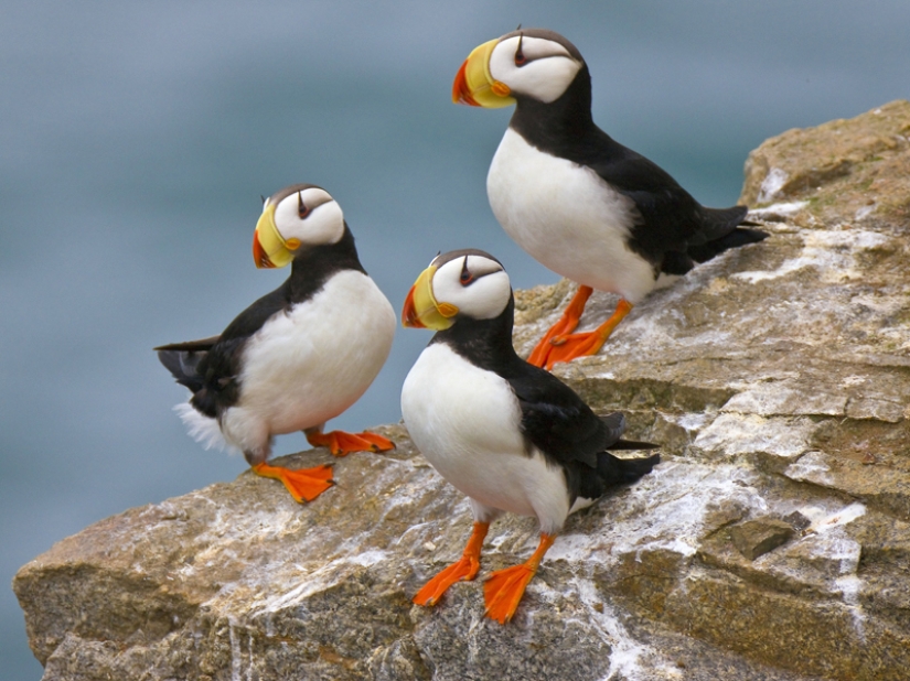 15 most beautiful birds, the sight of which takes your breath away! 15 most beautiful birds, the sight of which takes your breath away!