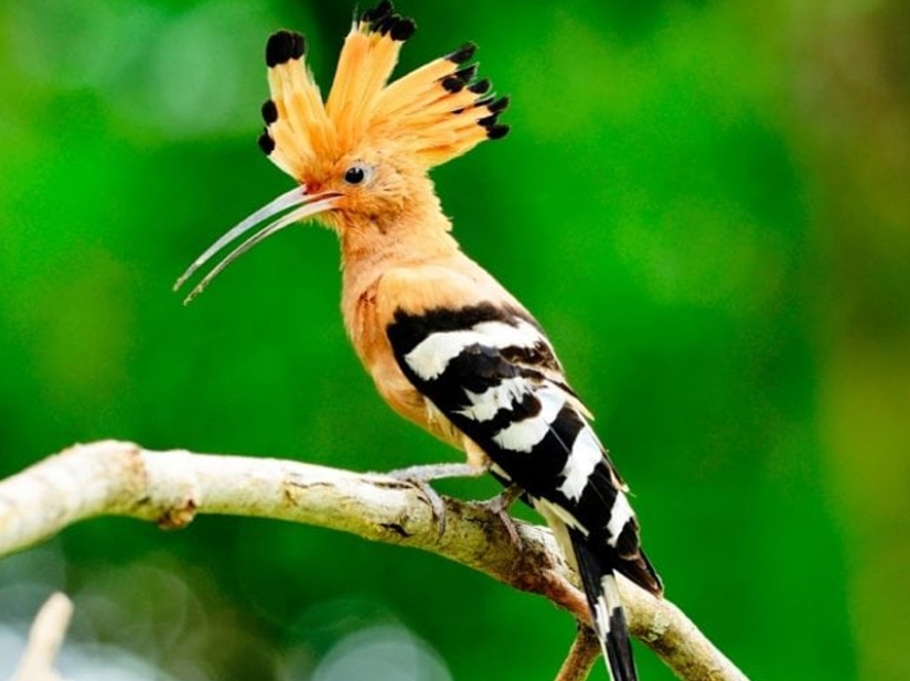 15 most beautiful birds, the sight of which takes your breath away! 15 most beautiful birds, the sight of which takes your breath away!