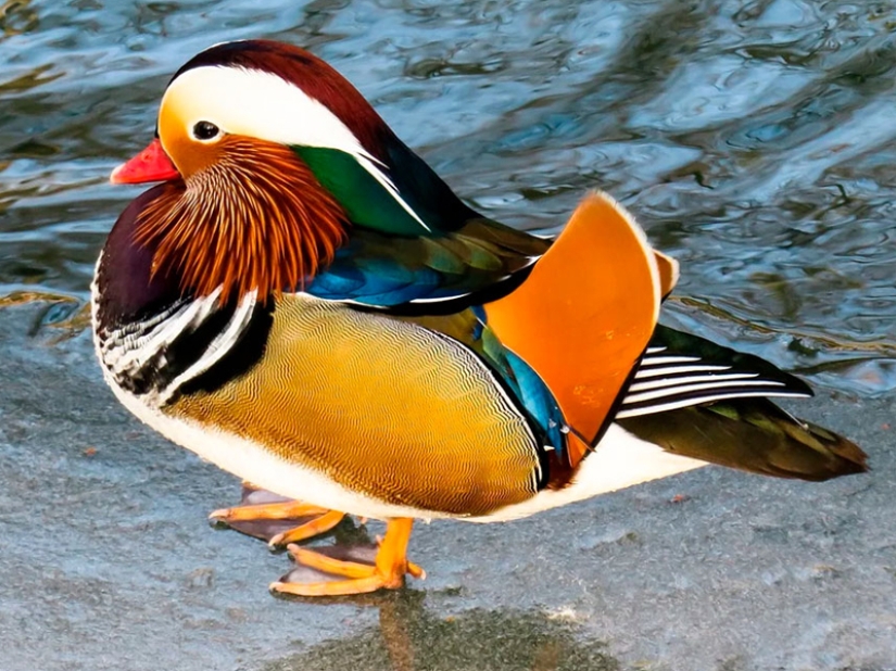 15 most beautiful birds, the sight of which takes your breath away! 15 most beautiful birds, the sight of which takes your breath away!