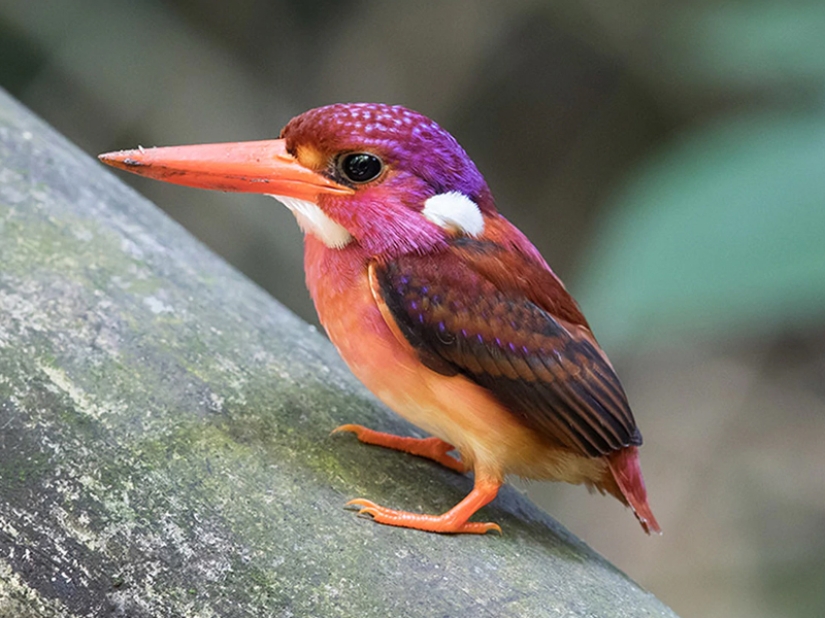 15 most beautiful birds, the sight of which takes your breath away! 15 most beautiful birds, the sight of which takes your breath away!