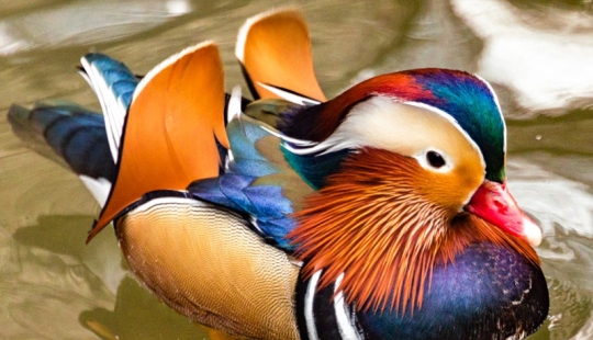 15 most beautiful birds, the sight of which takes your breath away!