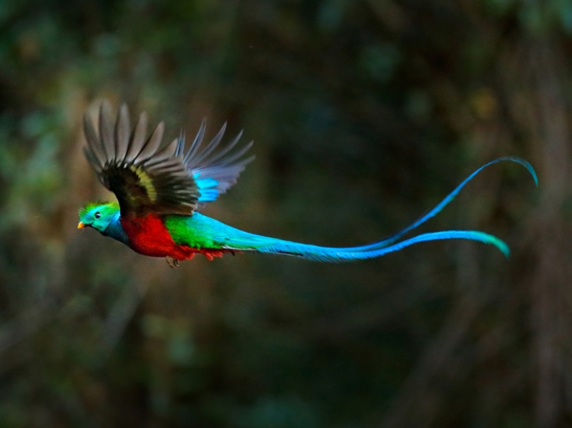 15 most beautiful birds, the sight of which takes your breath away! 15 most beautiful birds, the sight of which takes your breath away!