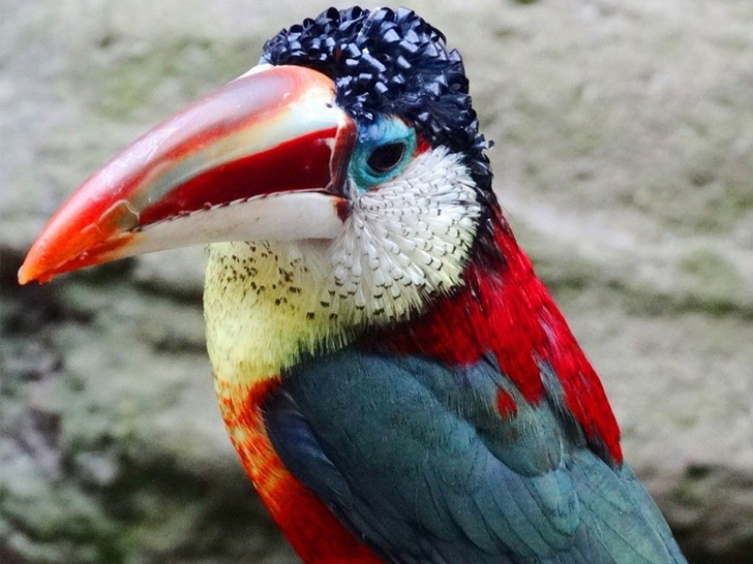 15 most beautiful birds, the sight of which takes your breath away! 15 most beautiful birds, the sight of which takes your breath away!