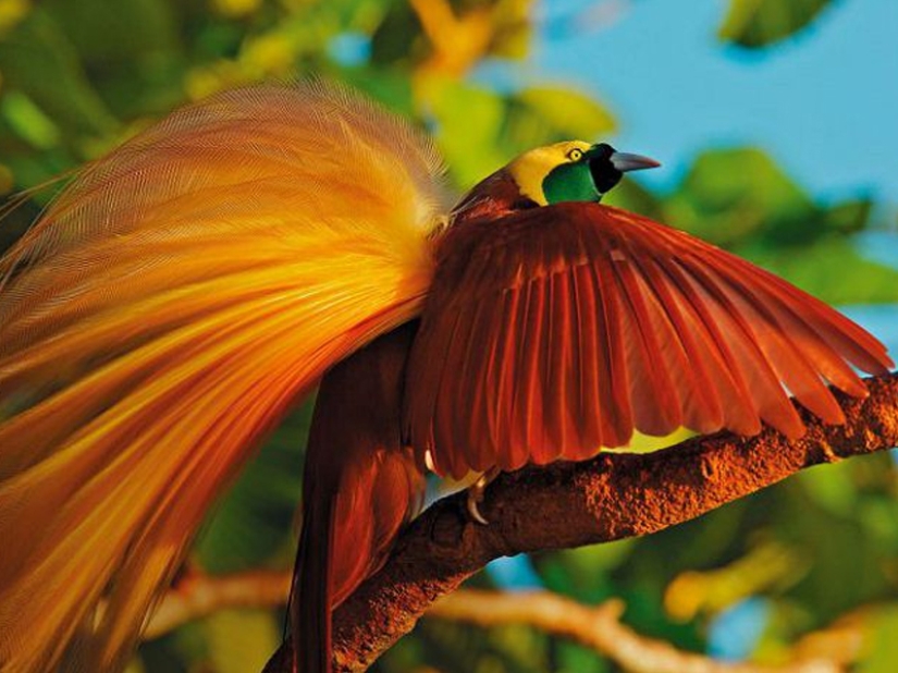 15 most beautiful birds, the sight of which takes your breath away! 15 most beautiful birds, the sight of which takes your breath away!