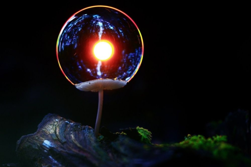 15 photos about wildlife — the most unexplored thing on earth 15 photos about wildlife — the most unexplored thing on earth