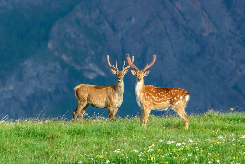 15 photos about wildlife — the most unexplored thing on earth 15 photos about wildlife — the most unexplored thing on earth