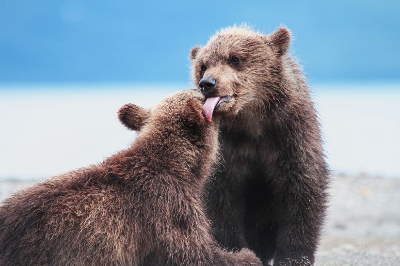 15 photos about wildlife — the most unexplored thing on earth 15 photos about wildlife — the most unexplored thing on earth