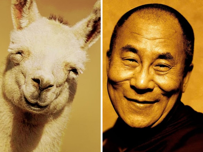 15 Photos of Animals That Strikingly Look Like Stars