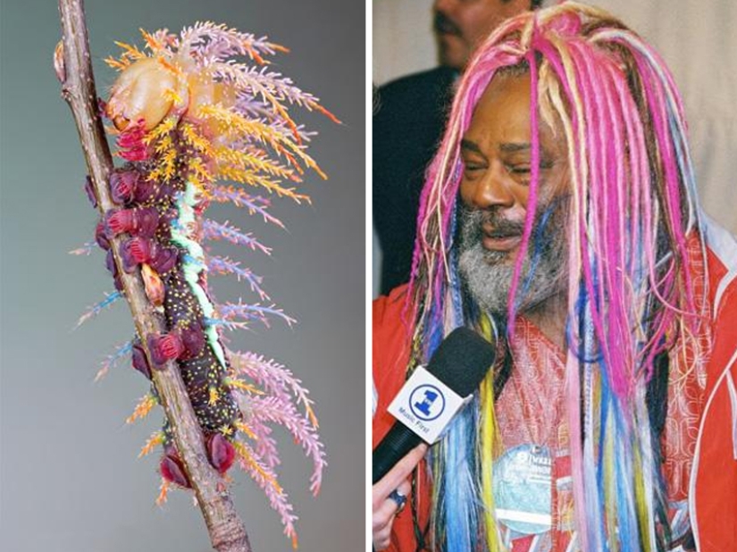 15 Photos of Animals That Strikingly Look Like Stars