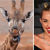 15 Photos of Animals That Strikingly Look Like Stars