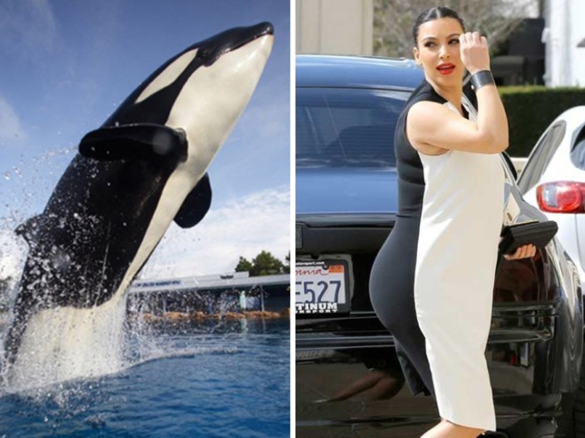 15 Photos of Animals That Strikingly Look Like Stars