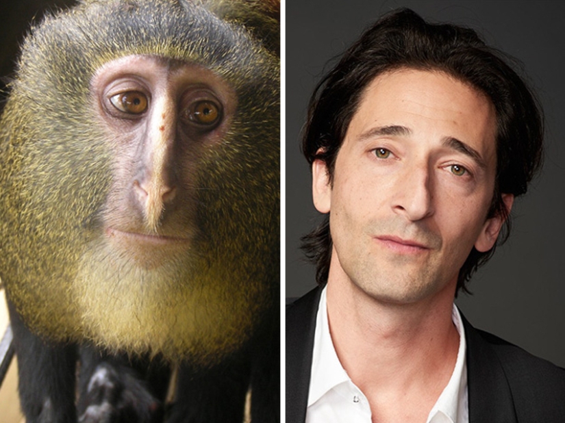 15 Photos of Animals That Strikingly Look Like Stars