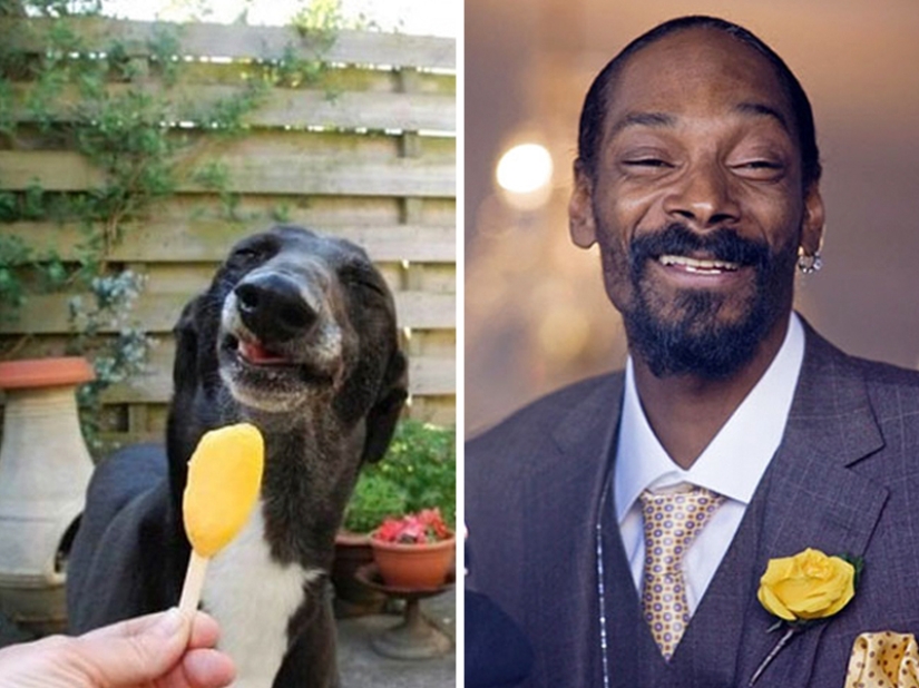 15 Photos of Animals That Strikingly Look Like Stars