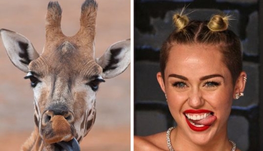 15 Photos of Animals That Strikingly Look Like Stars 15 Photos of Animals That Strikingly Look Like Stars