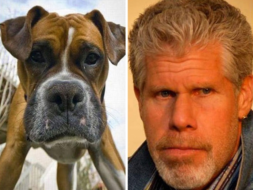 15 Photos of Animals That Strikingly Look Like Stars