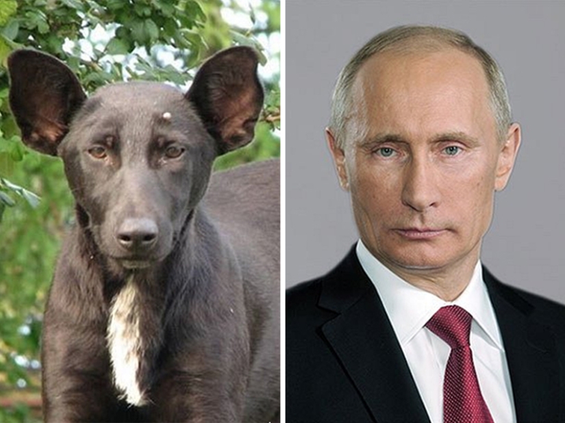 15 Photos of Animals That Strikingly Look Like Stars