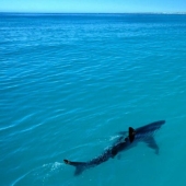 15 pictures, after viewing which you don't put your foot in the water