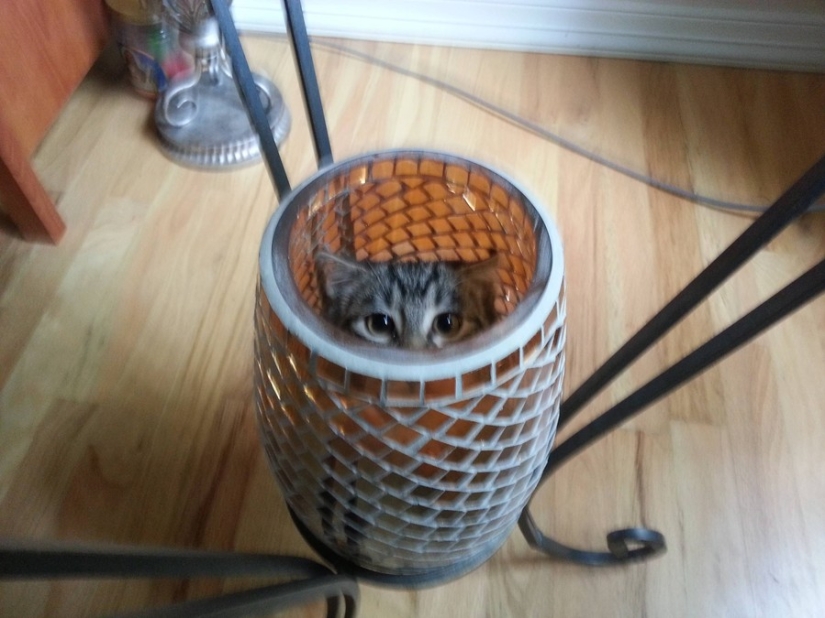 15 places where we never expected to see a cat