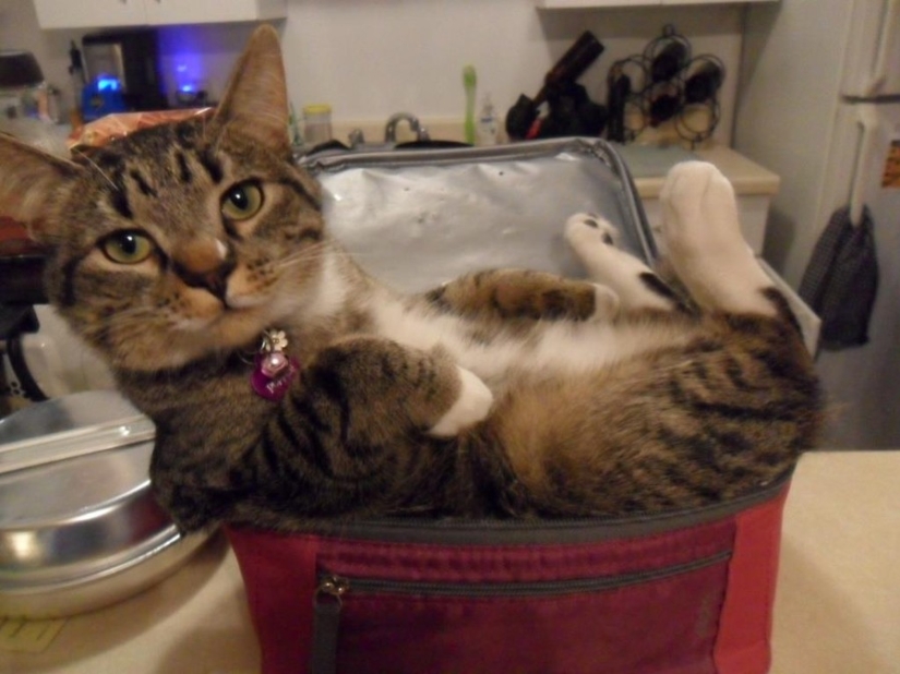 15 places where we never expected to see a cat
