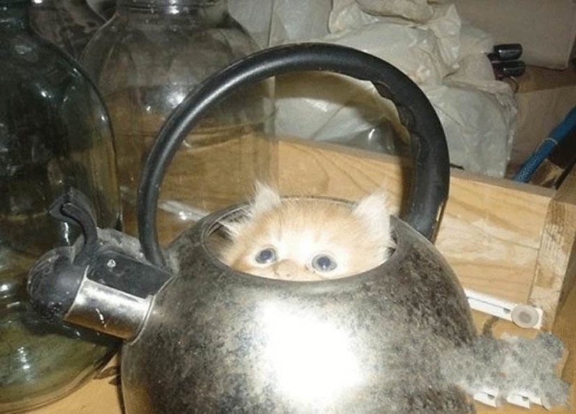 15 places where we never expected to see a cat