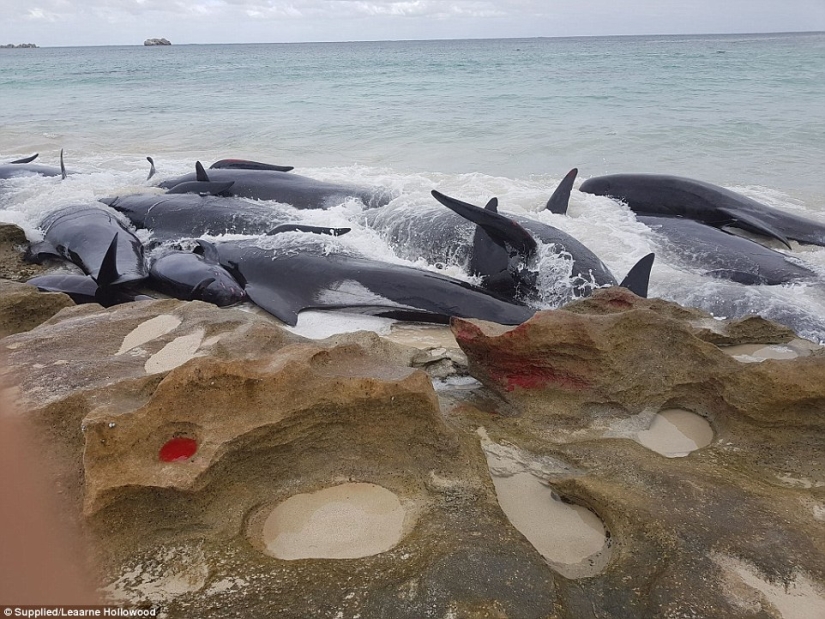 150 delfines varados en la costa de Australia. Las autoridades temen las acumulaciones de tiburones 150 delfines varados en la costa de Australia. Las autoridades temen las acumulaciones de tiburones