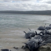 150 delfines varados en la costa de Australia. Las autoridades temen las acumulaciones de tiburones