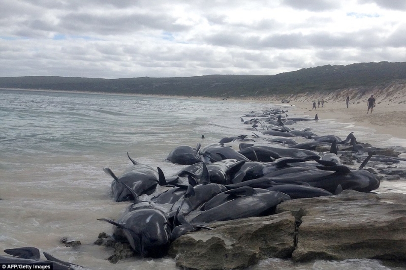 150 delfines varados en la costa de Australia. Las autoridades temen las acumulaciones de tiburones 150 delfines varados en la costa de Australia. Las autoridades temen las acumulaciones de tiburones
