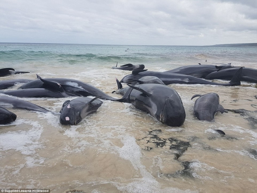 150 delfines varados en la costa de Australia. Las autoridades temen las acumulaciones de tiburones 150 delfines varados en la costa de Australia. Las autoridades temen las acumulaciones de tiburones