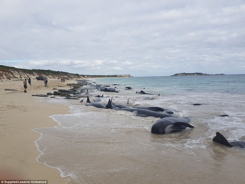150 delfines varados en la costa de Australia. Las autoridades temen las acumulaciones de tiburones 150 delfines varados en la costa de Australia. Las autoridades temen las acumulaciones de tiburones
