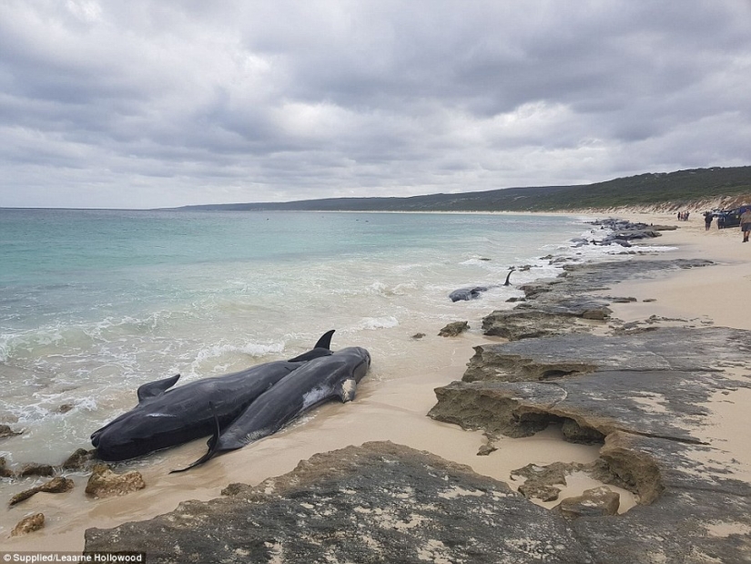 150 delfines varados en la costa de Australia. Las autoridades temen las acumulaciones de tiburones 150 delfines varados en la costa de Australia. Las autoridades temen las acumulaciones de tiburones