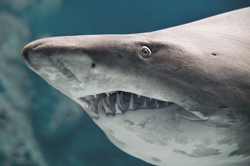 17 animales que nos matan