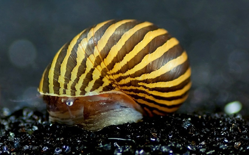 17 animales que nos matan