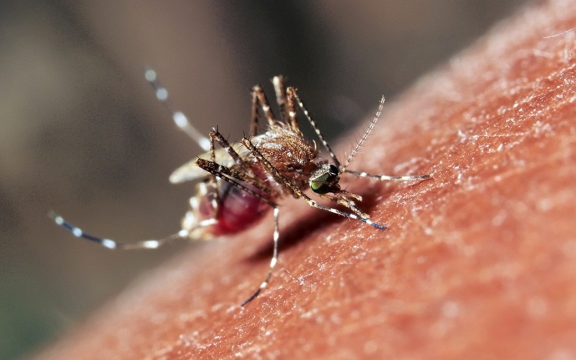 17 animales que nos matan