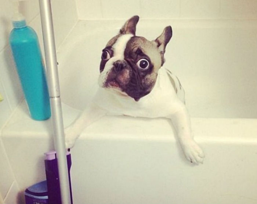 17 fotos de animales que harán cualquier cosa para no ser lavados