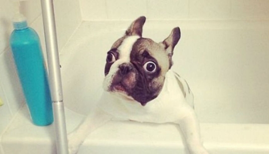 17 fotos de animales que harán cualquier cosa para no ser lavados