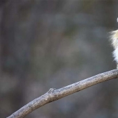 18 animales fantásticos que viven cerca de nosotros y pueden desaparecer para siempre