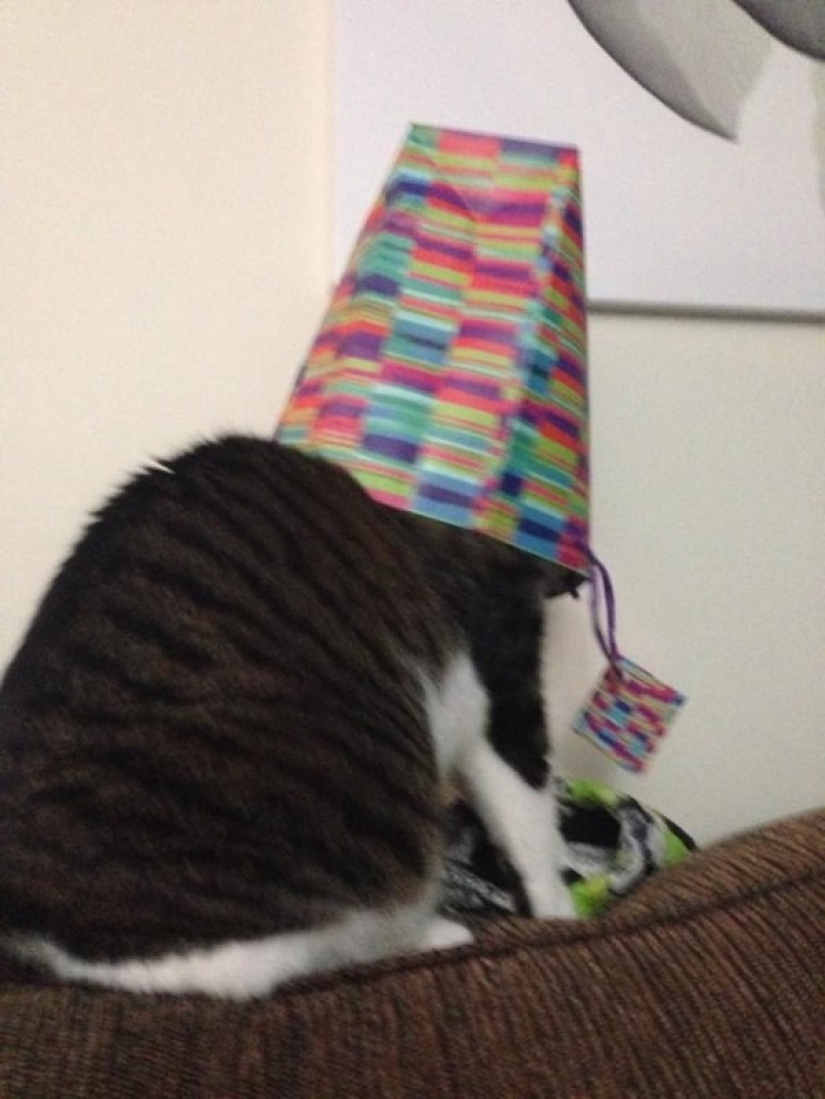 19 beautiful hairy idiot cats 19 beautiful hairy idiot cats