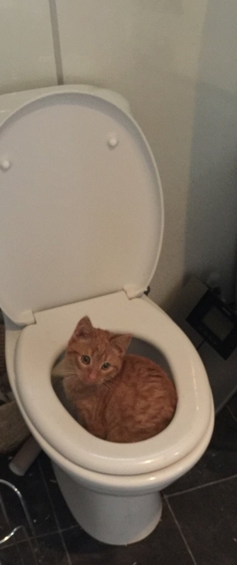 19 beautiful hairy idiot cats 19 beautiful hairy idiot cats